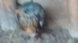 Мой кот принёс птицу)) 
Следующее видео через 4 дня