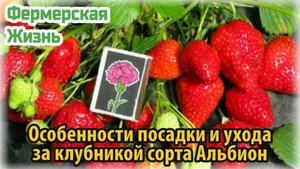 Особенности посадки и ухода за клубникой сорта Альбион