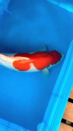 Betta Koi Pleco Snail Carp Fish Goldfish Angelfish Guppy Guppies Catfish animals Videos