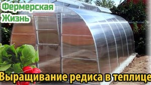Выращивание редиса в теплице