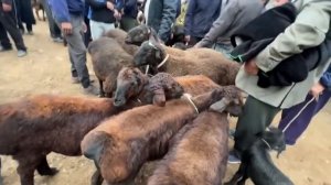 ГУСФАНД бозор регар шанбебозор 27 апреля 2024 г.