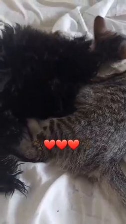 БЕЗУМНАЯ ЛЮБОВЬ 💘🤣🐾 #отношения#собака #кот #животные