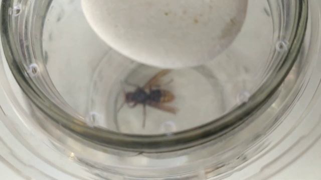 королева Ос(1) смотреть онлайн