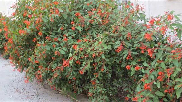 цветы и кот смотреть онлайн