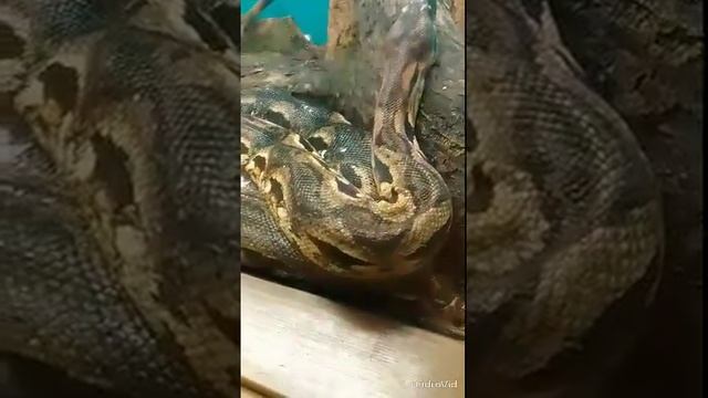 мор харнамуд смотреть онлайн