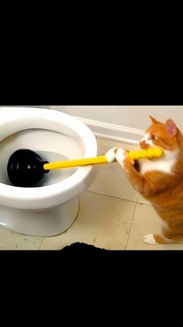 мемы про кошачьих 3🐈⬛ смотреть онлайн