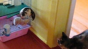 Кошка и крысята.Люсины сослуживцы.