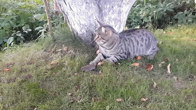 Cat and mouse