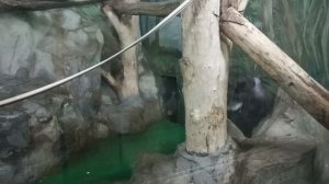 зоопарк новосибирск