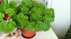 Формируем компактный кустик