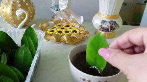 Результаты укоренения листиками Замиокулькаса