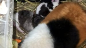 07.04.25 ВЕСТА РОДИЛА ! НЕПОРОЧНОЕ ЗАЧАТИЕ ? #МОРСКАЯ_СВИНКА_АМЕРИКАНСКИЙ_ТЕДДИ