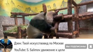 шок в Московском зоопарке  Катюша устроила пробежку — начала готовиться к летнему сезону