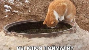 Приключения и смех с животными 2025. Часть 3.