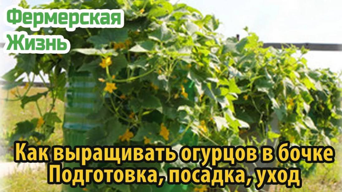Как выращивать огурцов в бочке Подготовка, посадка, уход