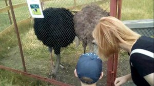 СТРАУСИНАЯ ФЕРМА 2020 УСТЬ-ЗАОСТРОВКА ОМСКАЯ ОБЛАСТЬ