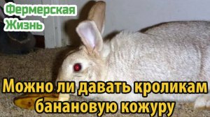 Можно ли давать кроликам банановую кожуру
