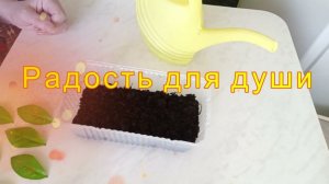 Укоренения Замиокулькаса листочками