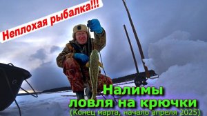 Налимы ловля на крючки