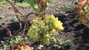 Виноград Сюрприз. Первый урожай, мой и куста.