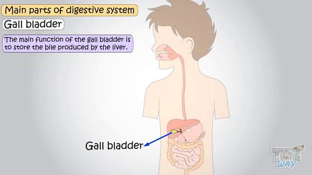 Digestive System (Part-1) | Parts of Digestive System | Science | Grade-5 | TutWay | смотреть онлайн