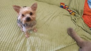 Кошка и собачка, или девчачьи разборки 😀🐕🐈❣️
