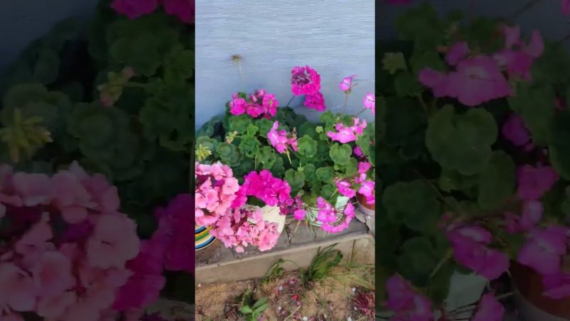 какие красивые цветочки