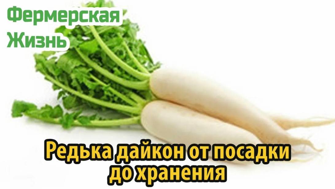 Редька дайкон от посадки до хранения