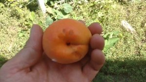 Абрикос Леди Кот / Apricot Lady Cot / Сигнальные плоды. Отзыв и видео от питомника Макси Сад