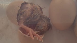 Как вылупляется цыпленок. И многое другое...