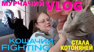 Еженедельный влог: Мурлыка в гостях | Закупки продуктов и готовка
