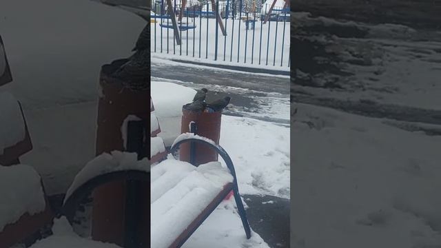 как птицы еду добывали!