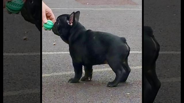 Предлагается щенок!