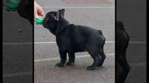 Предлагается щенок!