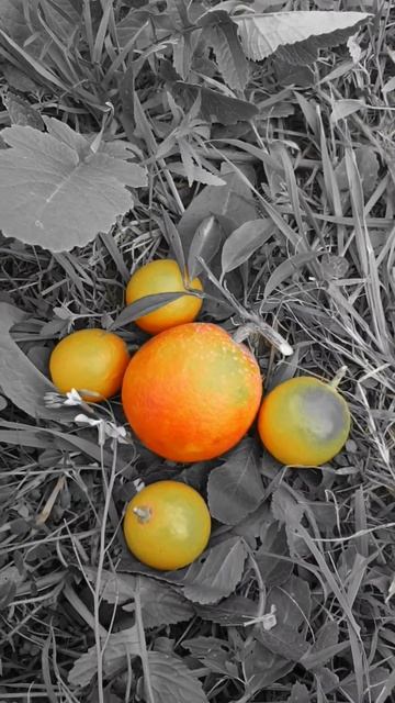Slective Color Editing 😍 Oranges #Oranges #selectiveediting #shorts #youtubeshorts