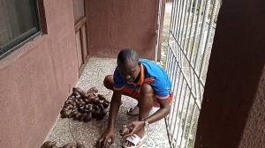 Achatina Marginata Ovum and Suturalis Snails Species