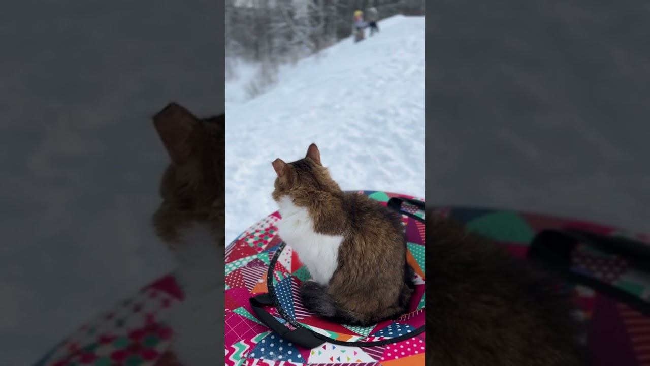 Поведение кота Плюхи рядом с людьми.