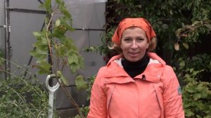 Посадка плодово-ягодных кустарников осенью