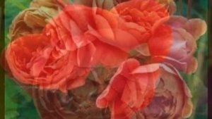 Beautiful Summer Song Roses