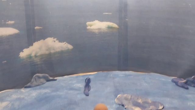 зимняя история "Байкальская Нерпа" смотреть онлайн