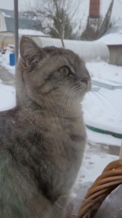 Обиженная Нюська