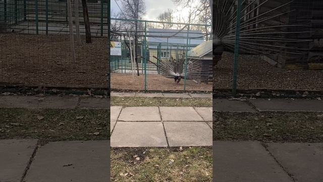 Павлин