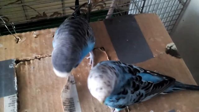 Попугаи смотреть онлайн