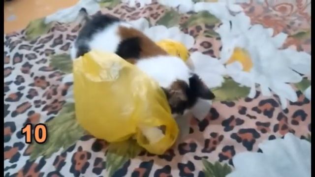 Модная кошка