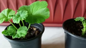 Как из маленького черенка Герани быстро нарастить пышный кустик