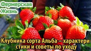 Клубника сорта Альба – характеристики и советы по уходу