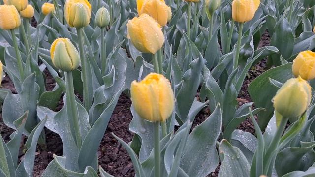 🌷🌷🌷ВЫСТАВКА ТЮЛЬПАНОВ-2025🌷🌷🌷