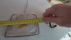 Измерил рыбку. Пересадил неона. Будни Аквариумиста.