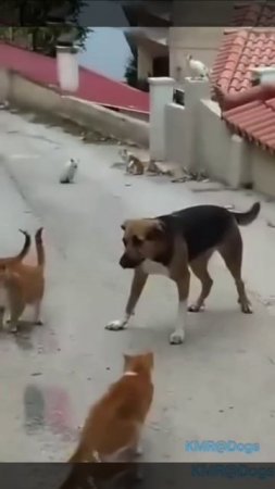 Это откуда к нам такого красивого дяденьку занесло?😼😰😂 ( видео про собак и кошек )
