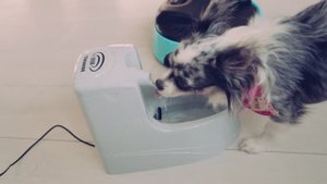 Распаковка зоотоваров: игрушки, корм и аксессуары для питомцев 🎾🍗